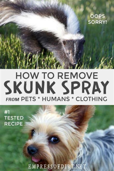 Skunk Removal Recipe For Dogs | Dandk Organizer