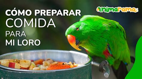 Cómo preparar comida para mi loro Qué comen los loros