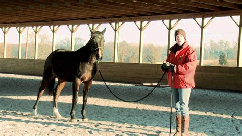 How To Teach A Horse To Lead Safely And Respectfully Part Ii Youtube