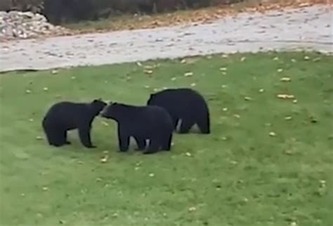 Port Alberni Resident Captures Five Black Bears Playing In Backyard Video