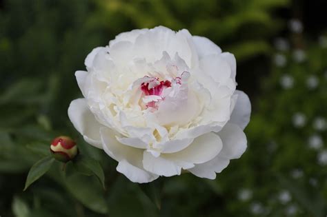 Growing Peonies In Usda Zones And Cricket Hill Garden 59 Off