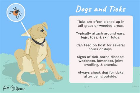 Ticks In Dogs Symptoms