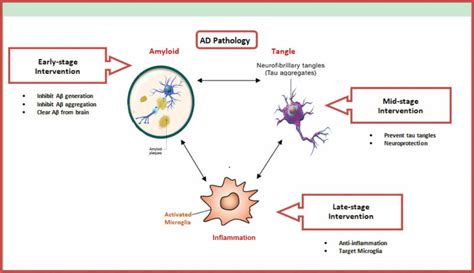 Proposed Amyloid Cascade Hypothesis Download Scientific Diagram