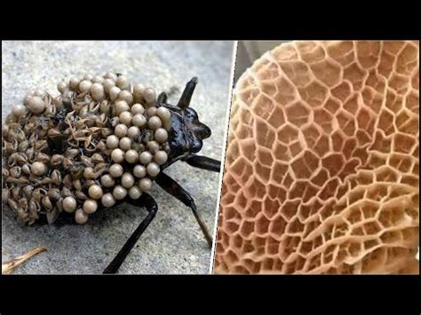 Insectos Mas Letales Y Peligrosos Del Mundo Youtube