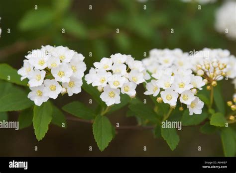 Bridal Wreath Spirea Spiraea Vanhouttei Stock Photo Alamy