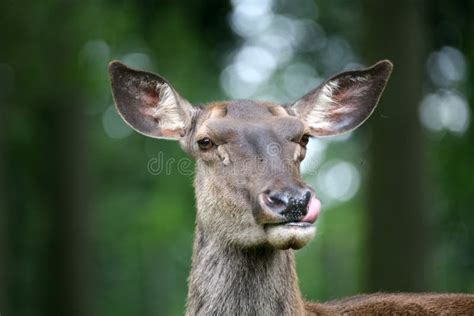 Caspian Red Deer Stock Photo Image Of Brown Cervids 3512308