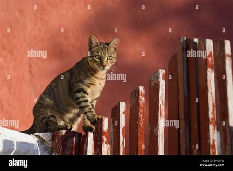 Domestic Cat Felis Silvestris Felis Catus Adult Sitting On A Garden