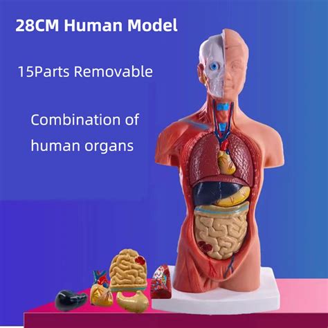 Modelo De Cuerpo De Torso Humano Anatom A Anat Mica Coraz N Cerebro