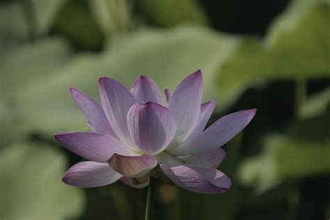 Lotus Flower Plant Free Photo On Pixabay Pixabay