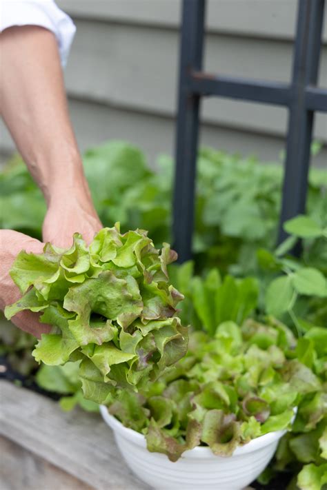 How To Grow Lettuce In An Organic Salad Garden • Gardenary