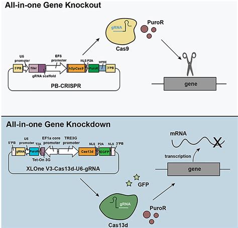 Studying diseases with better delivery of gene-editing tools