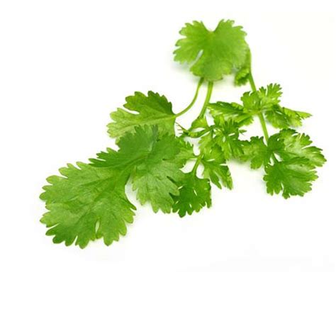 Green Coriander Hara Dhaniya G Eatrightbasket