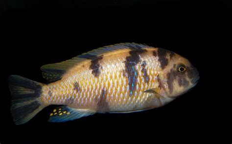 Labeotropheus Fuelleborni African Cichlids Cichlids Aquarium Fish