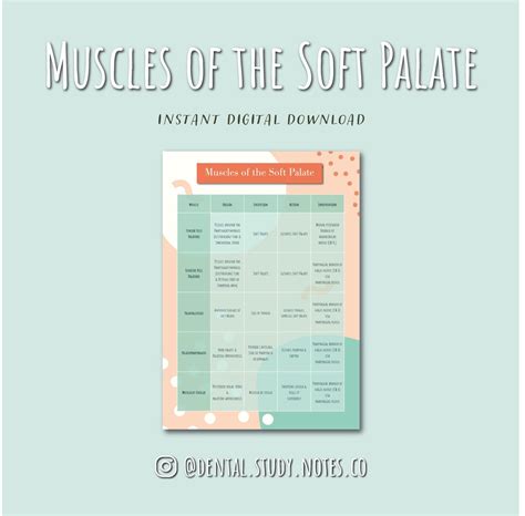 Muscles of the Soft Palate Digital Download Anatomy/dentistry/dental ...