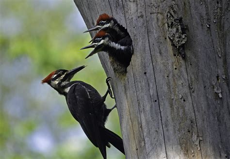 Pileated Woodpecker — BBA