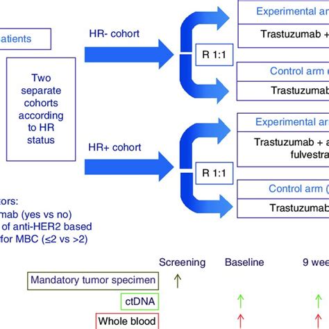 Structure Of Trastuzumab Emtansine And Mechanisms Of Action Notes On