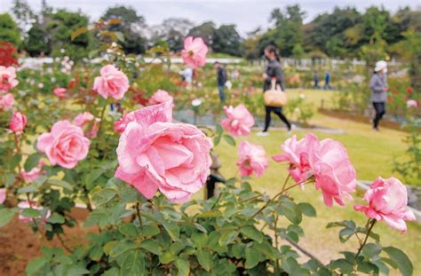 ＜川崎市・生田緑地＞秋の一般開放～色鮮やかな2900株の秋バラ～豊かな香りを楽しんで 神奈川・東京多摩のご近所情報 レアリア