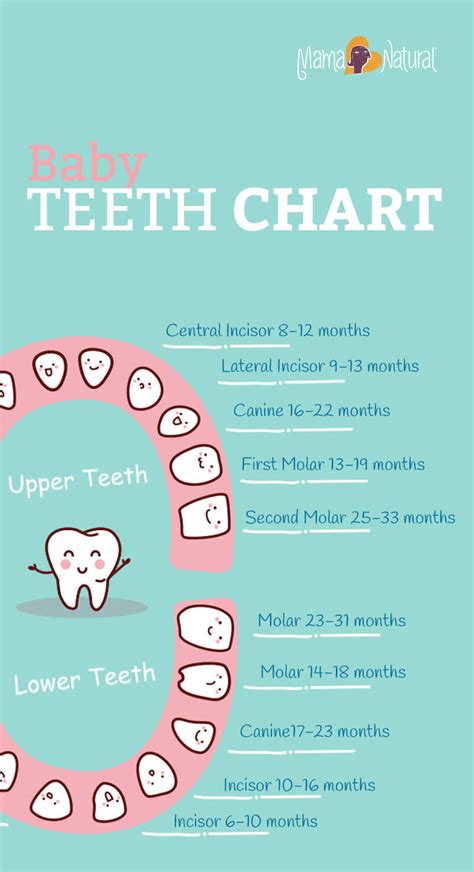 Baby Teething Chart What Order Do They Come In Mama Natural