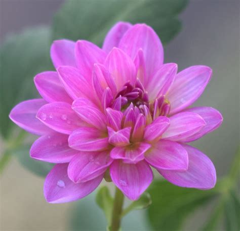 Beautiful Pink Flower With Green Leaves