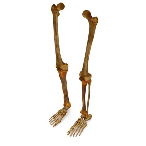 Human leg bones 3D Model - by Renderbot LLC