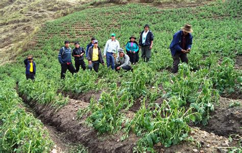 Drah Huancavelica Reinicia Proyecto Para Mejorar Producci N Agr Cola