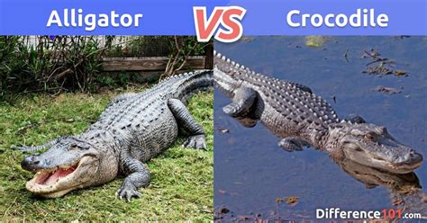 Alligator Vs Crocodile What Is The Difference Between Alligator And