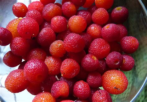 Harvesting Wild Madrone Berries