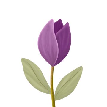 Tulip Flower PNG Transparent Images Free Download | Vector Files | Pngtree