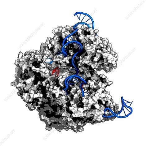 Crispr Cas9 Gene Editing Complex Stock Image F0106728 Science