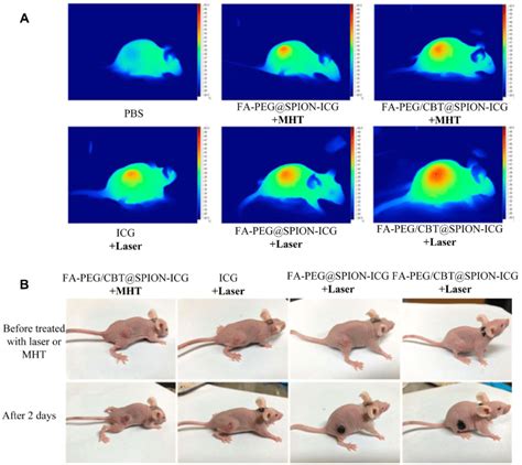 Thermal Imaging Of The Mice After Treatment With Different Formulations