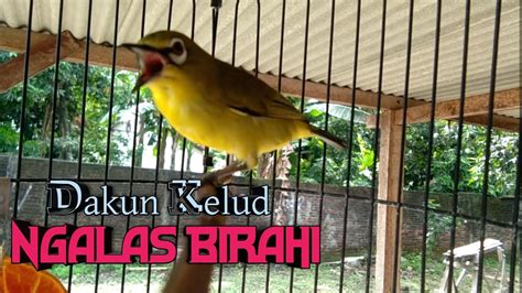 PANCINGAN PLECI AGAR CEPAT BUKA PARUH BIRAHI YouTube