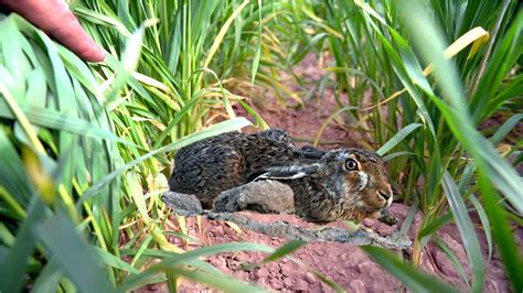 Khargosh Ka Shikar Hare Searching And Hunting Techniques Caza