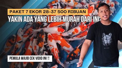 Review Gendeng Paket Ikan Koi Murah Meriah Ekor Size Cm