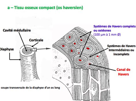 Diagramme Du Tissu Osseux Compact