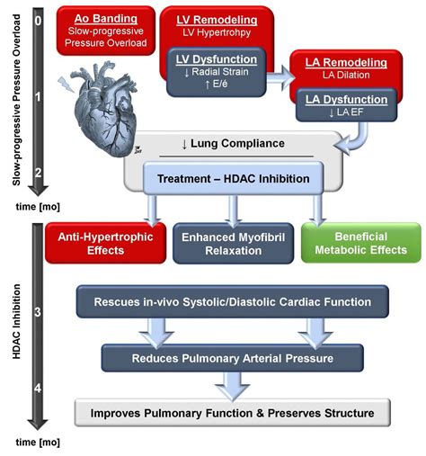 Small Molecule Inhibitor Improves Cat Heart A Eurekalert