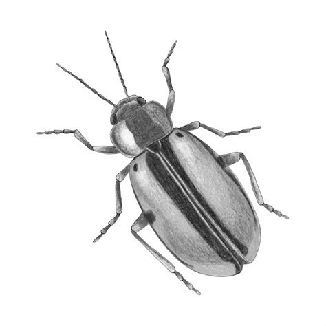 Premium Vector Beetle Sketch Watercolor Hand Drawing Monochrome Stylezed