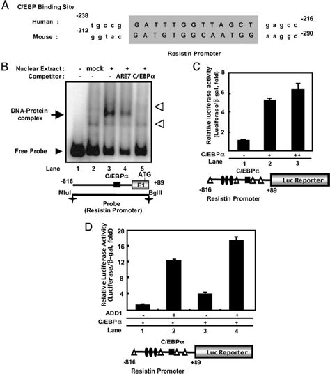 Transactivation Of Resistin Promoter By C Ebp ␣ A Sequences Comparison