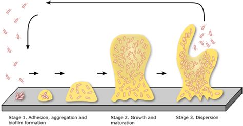 Key Stages Of Biofilm Development And Life Cycle Adhesion