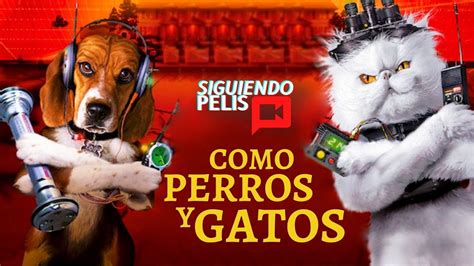 COMO PERROS Y GATOS RESUMEN EN 12 MINUTOS YouTube