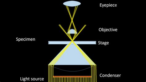 Dark Field Microscopy Animation Parts Principle And Applications