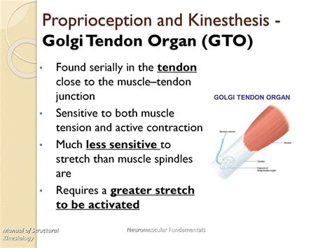 Chapter 2 Neuromuscular Fundamentals Ppt Series 2c Ppt Download