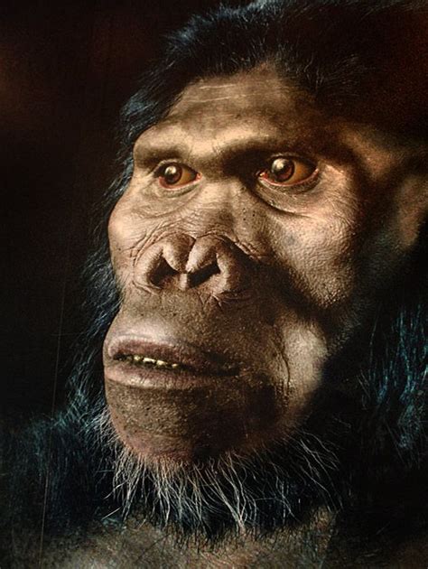 Australopithecus Africanus Reconstruction By John Gurche Human