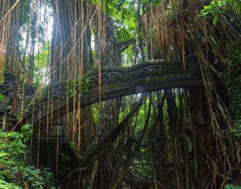 Ponte Velha Na Floresta Do Macaco Ubud Bali Indon Sia Foto De Stock