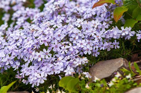 Names Of Ground Cover Plants