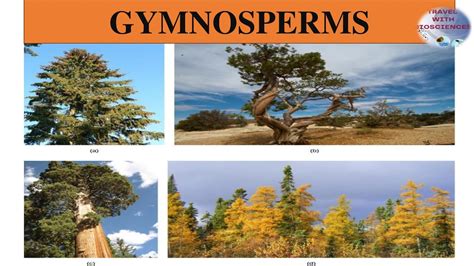 Gymnosperms The Ancient Story Of Naked Seeds And Towering Trees Class