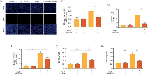 SciELO Brasil Inhibition Of CXCR2 Alleviates The Development Of