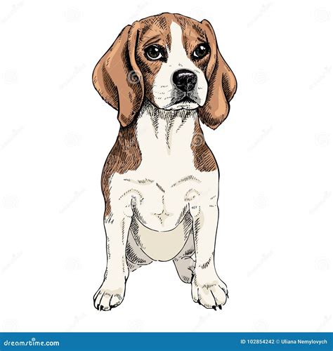 Close Up Portrait Of Sitting Beagle Dog Colored Illustration Vector