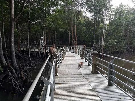 Tempat Menarik Di Lumut Bandar Pesisir Di Manjong