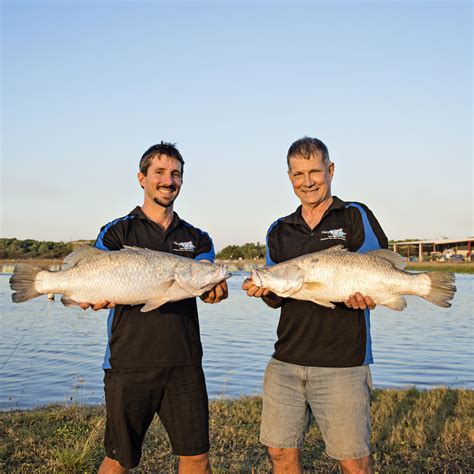 humpty doo barramundi thomas farms
