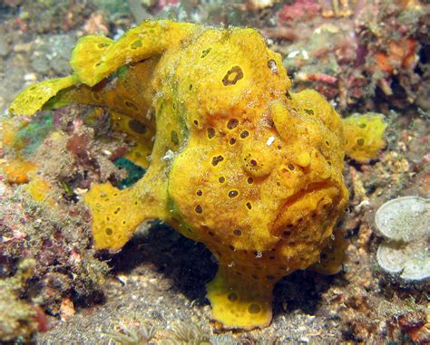 Sea Creatures Most Amazing Camouflage Atlantis Bali Diving